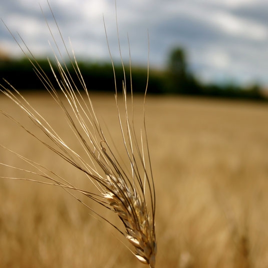 Agro-alimentaire